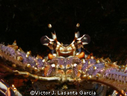 caribbean spiny lobster,what a deep look!!!!! at the chim... by Victor J. Lasanta Garcia 